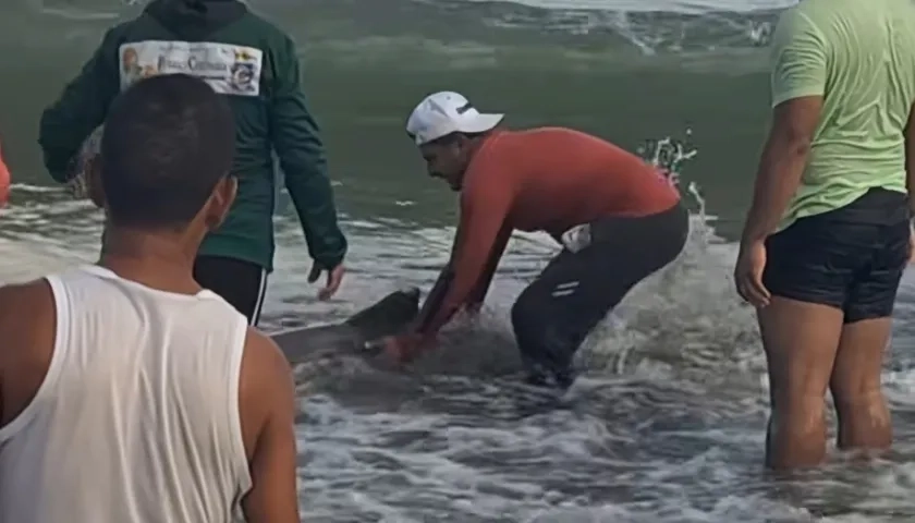 Delfines rescatados en Puerto Colombia