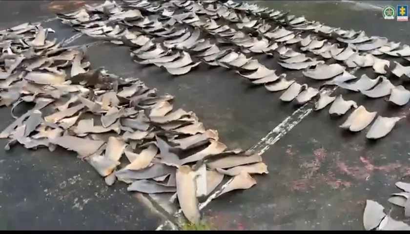 Aletas de tiburón incautadas