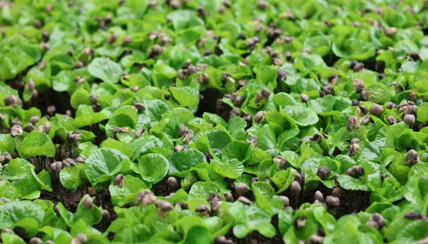 Celestra, la nueva variedad de café colombiano. 
