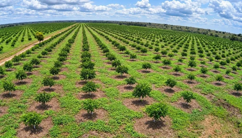 Cultivo de limón Tahití.