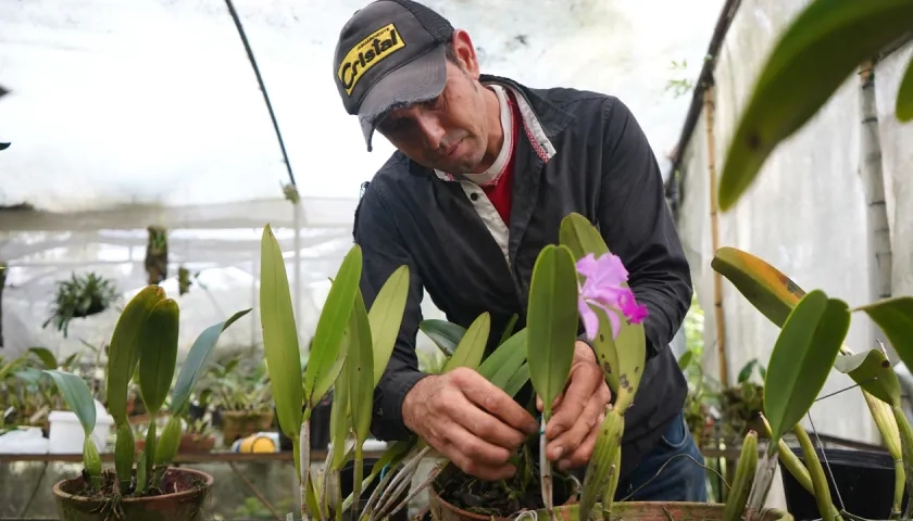 Un jardinero trabajando con una orquídea (Cattleya trianae), en Manizales.