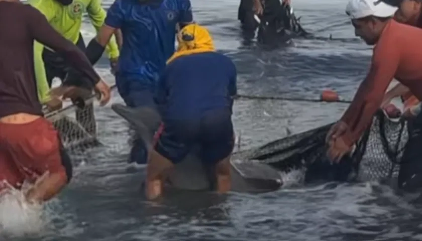 Momentos de la liberación de los delfines.
