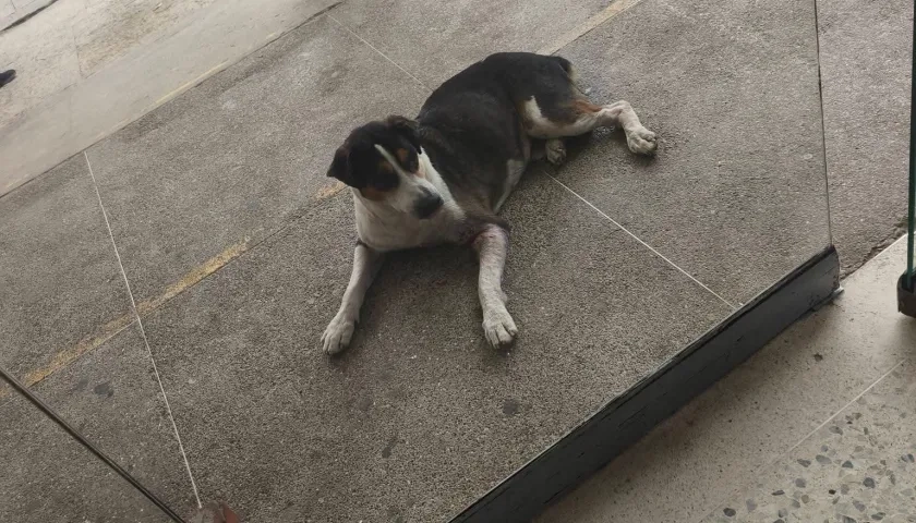 Mascota extraviada en el barrio Boston.