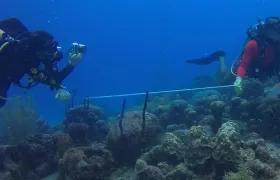 El director de Corales de Paz, Phanor Montoya Maya, y el fundador del Movimiento Ambientalista Colombiano, Camilo Prieto, mientras toman datos del proceso de crecimiento en una guardería de coral