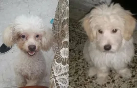 Los perros 'Max' y 'Rocko'.