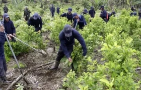 El año pasado en Colombia los cultivos ilícitos aumentaron en 52%.