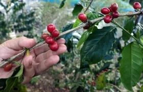 El gremio de los cafeteros  ha advertido de una escasez de mano de obra para la recolección de la cosecha del grano. 