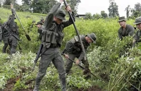 Erradicación de cultivos ilegales en el sur de Colombia