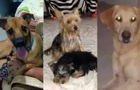 Las mascotas 'Dino', 'Lulú' y 'Mono'.
