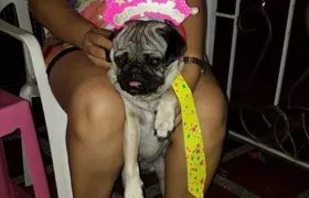 'Lukas' pug perdido.