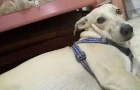 'Toby', perrito perdido.