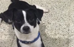 'Bruno' perro extraviado.