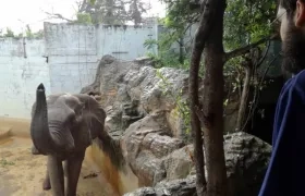 El veterinario Henrique Riva, observa a Tantor en el zoológico de Barranquilla.