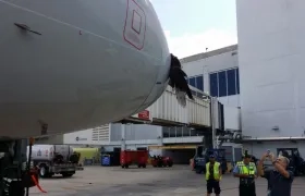 Así quedó el ave incrustada en el avión.
