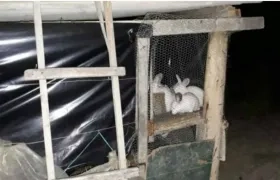 Jaula de conejos donde fue encerrado el niño de 8 años.