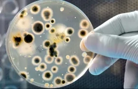 Las bacterias han adquirido capacidades para vencer a los antibióticos.