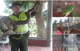 La Policía Ambiental hace un llamado a la comunidad en general para evitar comercializar estas especies.