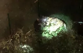 El enorme animal anduvo por las calles de la capital francesa, luego de escaparse de un circo.