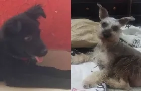 Los perritos 'Waiky' y 'Lucas'.