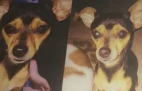 Este es 'Mateo', el perrito perdido en el barrio Los Andes.