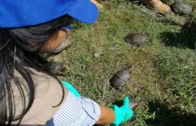 Tortugas que fueron rescatadas del tráfico de fauna hoy
