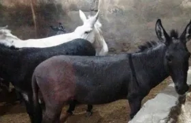 Estos son los tres burros que fueron retirados con un ceremonia.