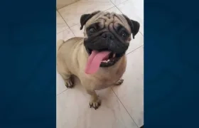 'Rocky' perrito perdido.