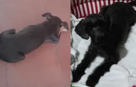 'Muñeca' y 'Luna' perritas extraviadas.