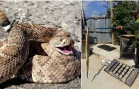 La cascabel fue manipulada por el Grupo de Policía Ambiental de la Policía Metropolitana de Barranquilla.