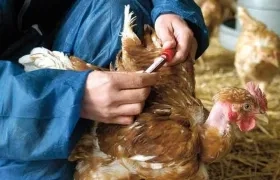 La enfermedad de Newcastle se define como una infección de las aves de corral.