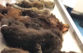 Los han asesinado con palizas y veneno.