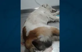 'Steve' necesita ayuda.