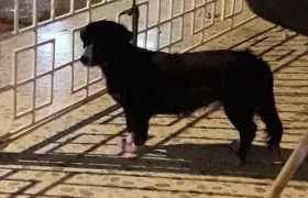 'Lucero' perrita perdida.