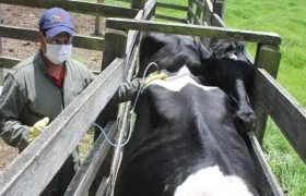 La vacunación es supervisada por el ICA como autoridad sanitaria del país.