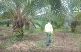 Hay fincas con "extensos cultivos" de palma que suman 789 hectáreas, en los bienes incautados a 'Don Mario'.