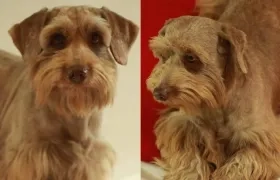 ‘Choco’ perrito perdido.