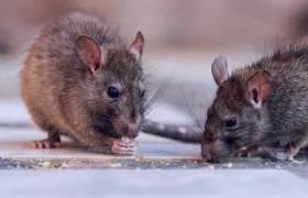 El estudio fue publicado en la edición de febrero de la revista científica Current Biology.