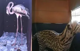 El Flamenco y el Tigrillo decomisados durante los operativos.