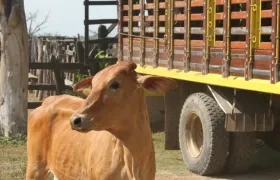 La oficina de Salud Pública Departamental programó labores de inspección las 24 horas en Carnaval.