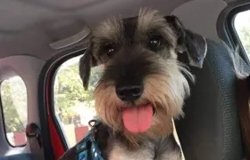 'Toby' perrito extraviado.