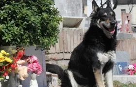 'Capitán' custodiando la tumba de su amo.