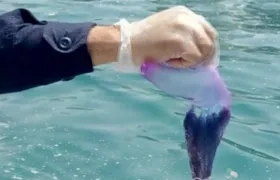 La fragata portuguesa es color violeta.