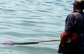 Presencia de ‘aguamalas’ o ‘fragatas portuguesas’