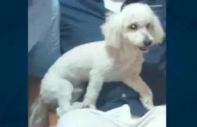 'Toby' perrito extraviado.