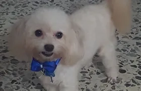 'Toby' perrito perdido.