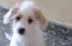 'Princesa' cachorra perdida.