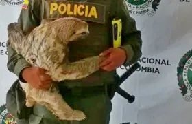 Este fue el oso perezoso rescatado por la Policía Ambiental del Atlántico.