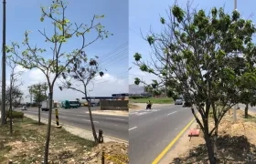 Árboles que serán intervenidos en la Circunvalar.