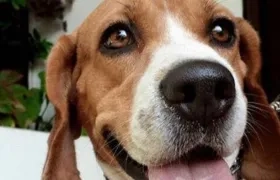 'Lucas' canino perdido.