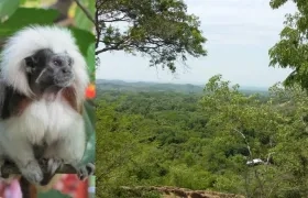 “Tití Cabeciblanco” , una de las especies protegidas.